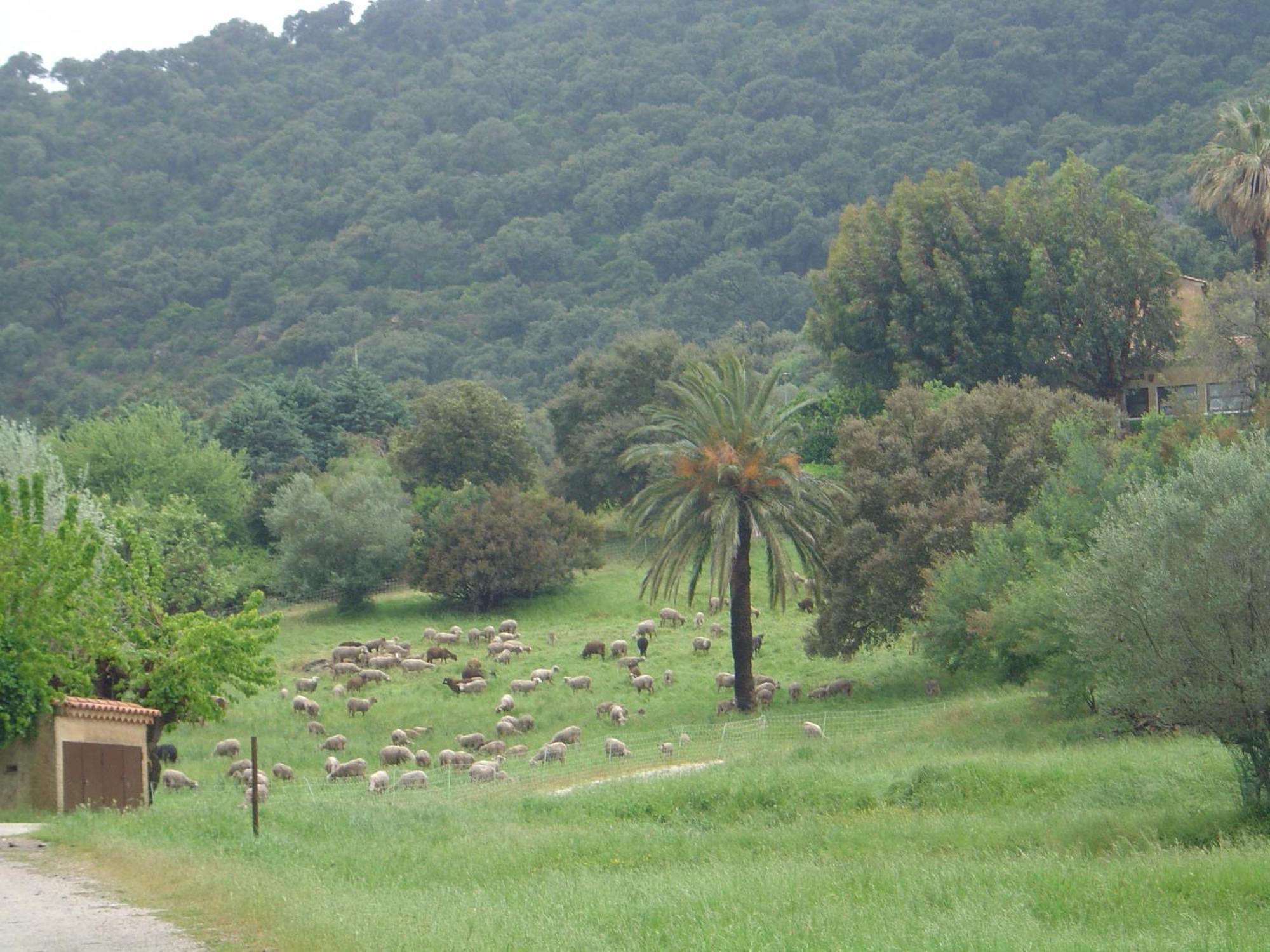 Villa Carpe Diem Le Lavandou Εξωτερικό φωτογραφία